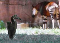 Ground hornbill shares exhibit with okapi at St Louis